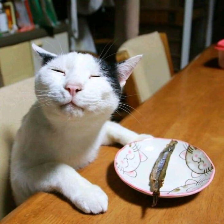 Funny Cat Pictures compliments to the chef