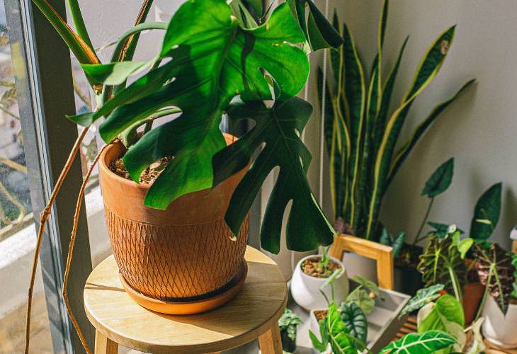 Cleaning Mistakes That Attract Spiders, houseplants