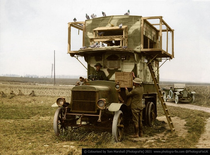 Animals of War, Messenger pigeons