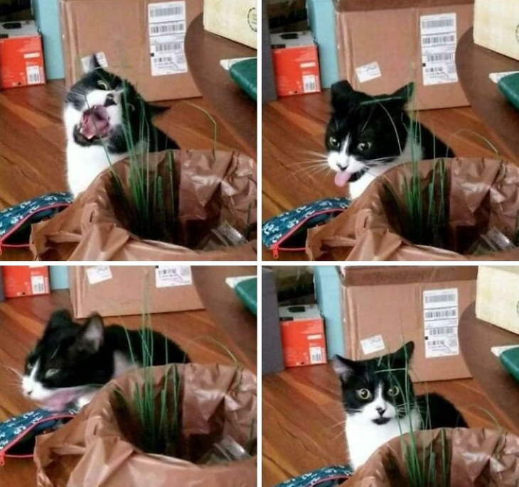 Imagens engraçadas de gatos