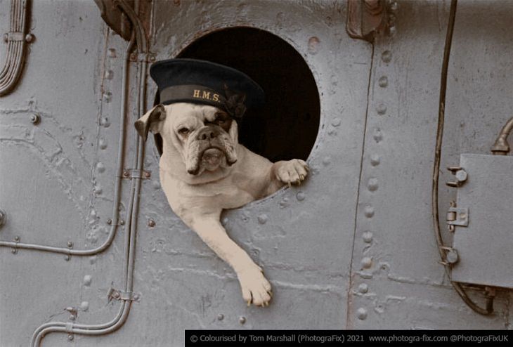 Animals of War, bulldog   mascot 