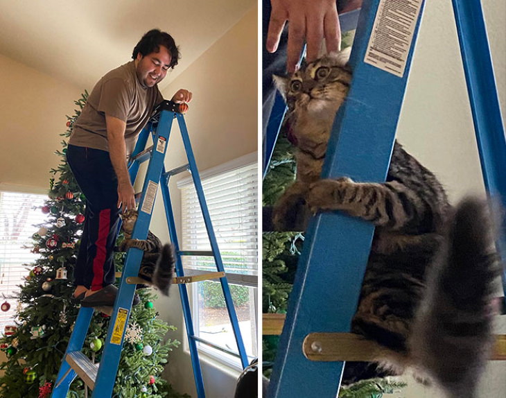 Funny Cat Pictures First time on a ladder