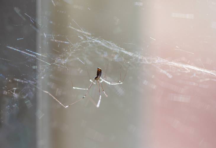 Cleaning Mistakes That Attract Spiders, dehumidify 