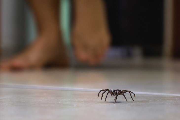 Cleaning Mistakes That Attract Spiders, big spider in home