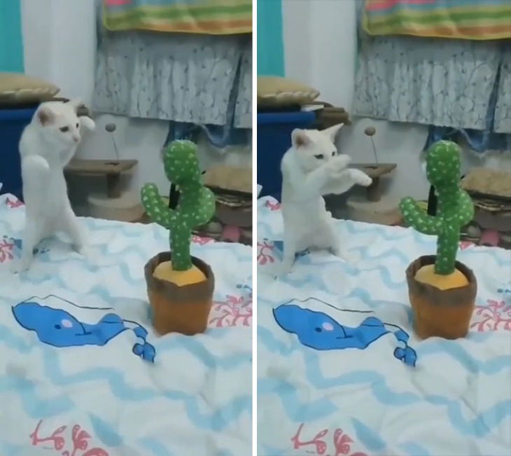 Funny Cat Pictures cat vs cactus