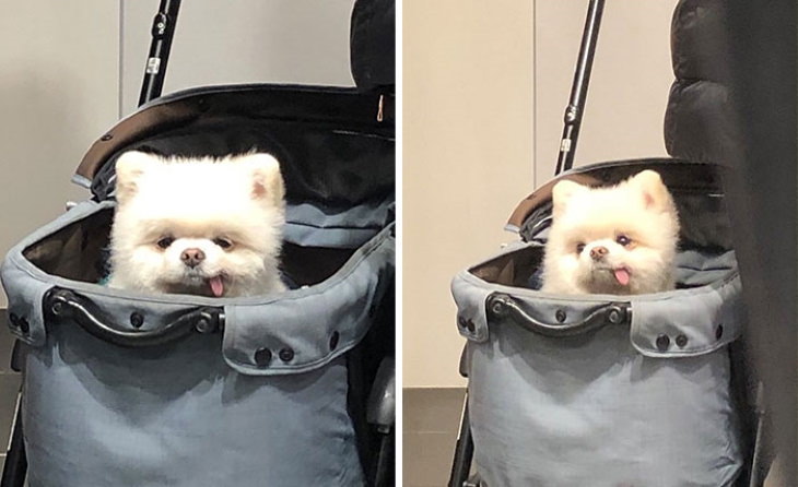 Dogs in Bags cute small dog in cart
