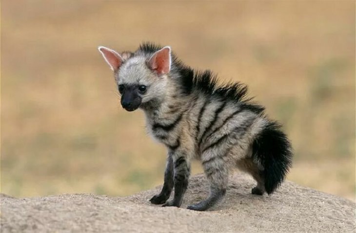 Tiny Animals, native to East and Southern Africa