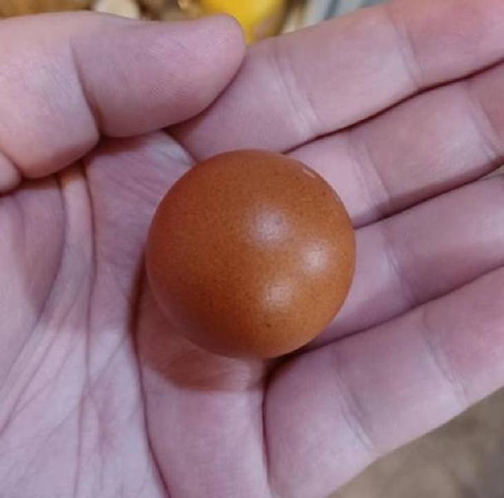 Wonders of Nature, spherical egg