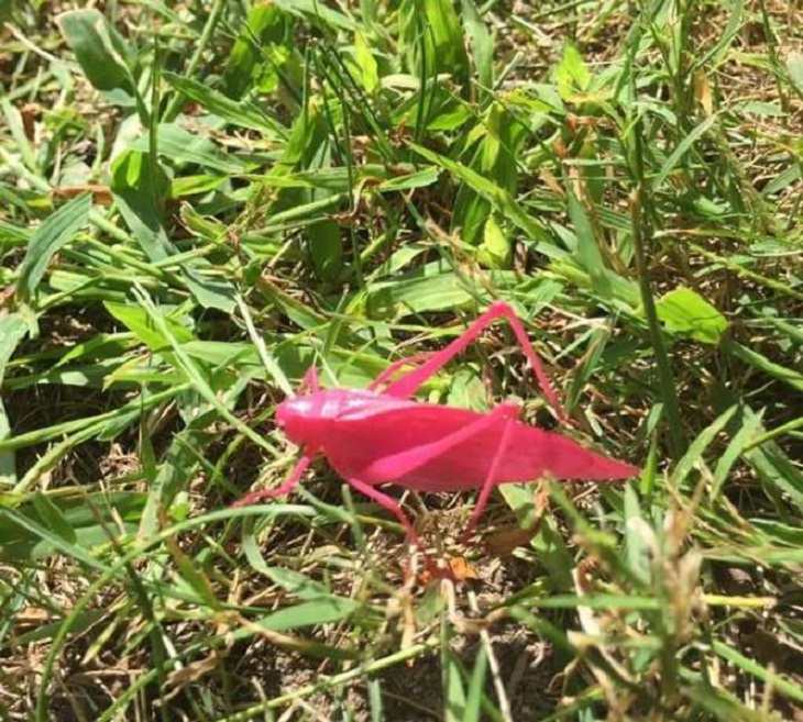 Wonders of Nature, pink grasshopper