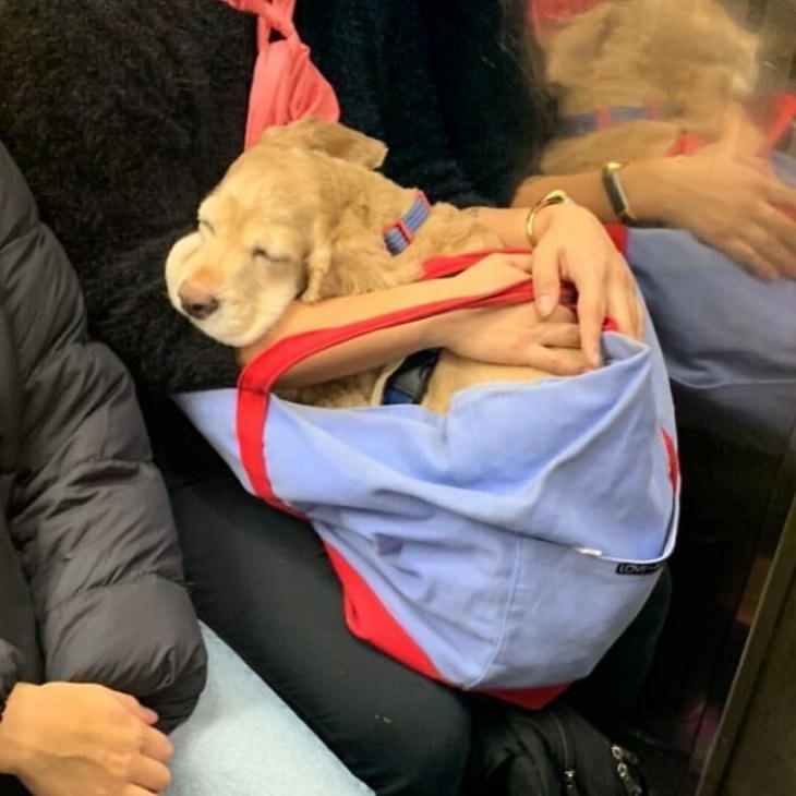 Dogs in Bags dog sleeping in bag