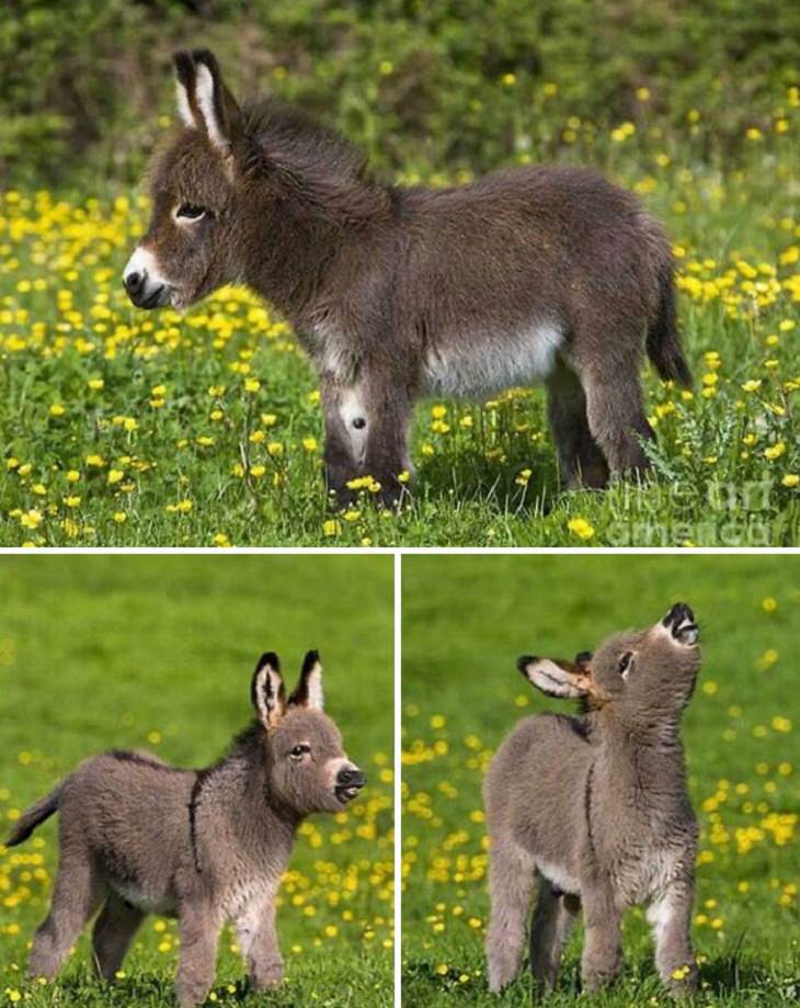 Tiny Animals, Tiny Donkey