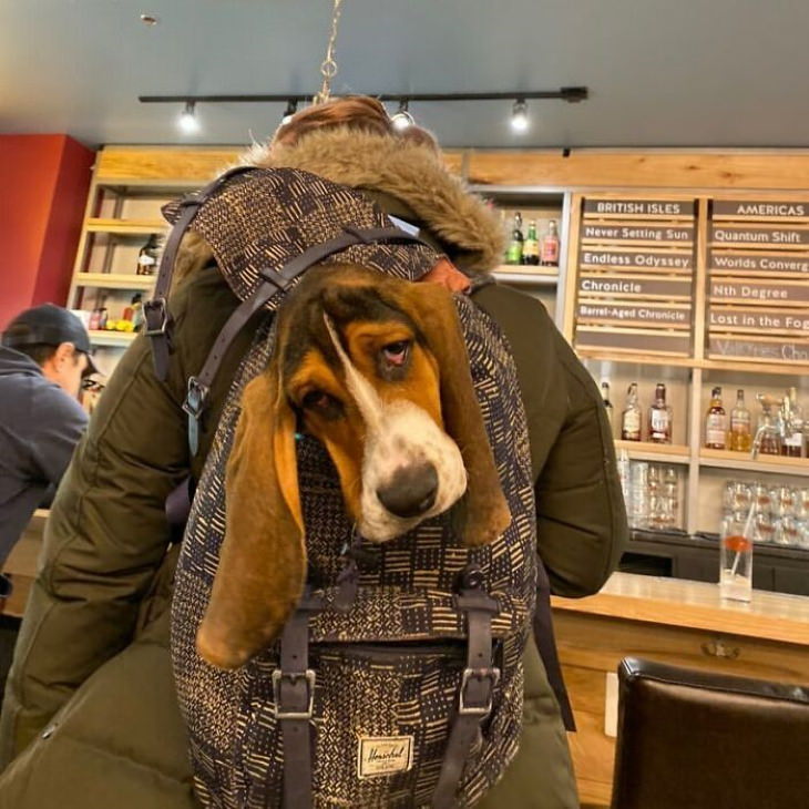 Dogs in Bags sad basset hound in a backpack