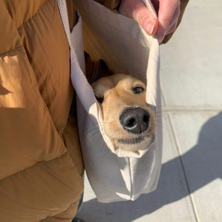 Dogs in Bags dog nose peeking out