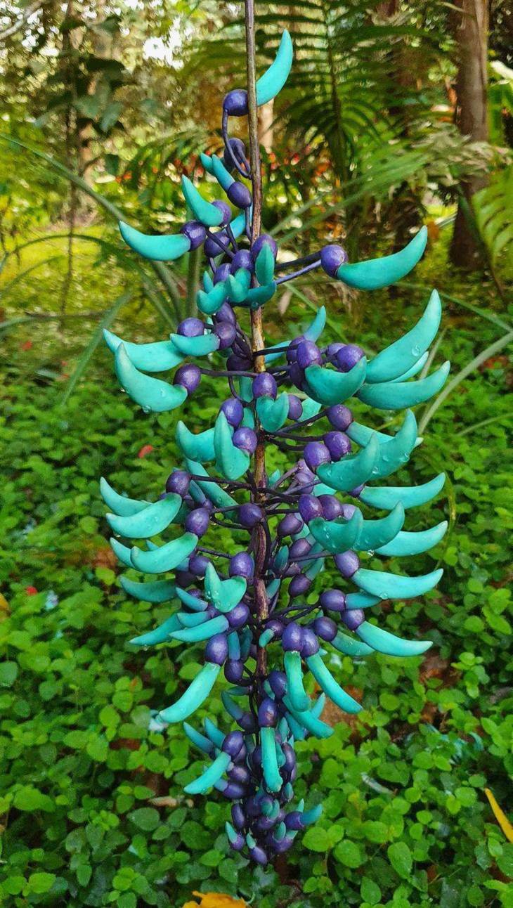 Wonders of Nature,  jade vine 