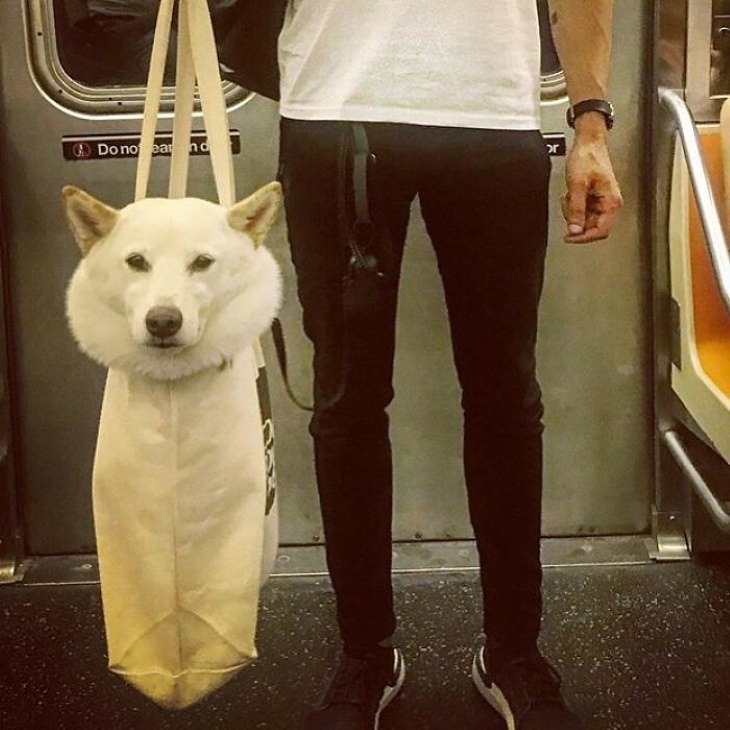 Dogs in Bags white dog in tote