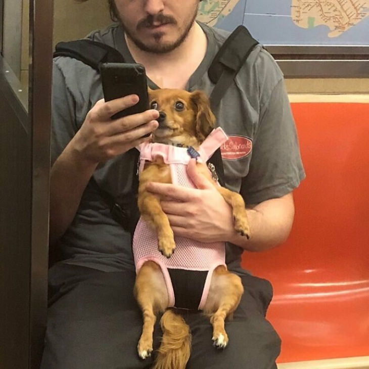 Dogs in Bags dog in pink backpack