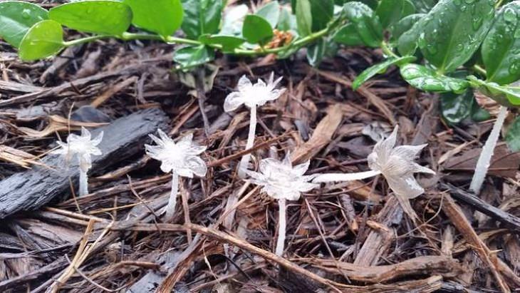 Wonders of Nature, ghost plant