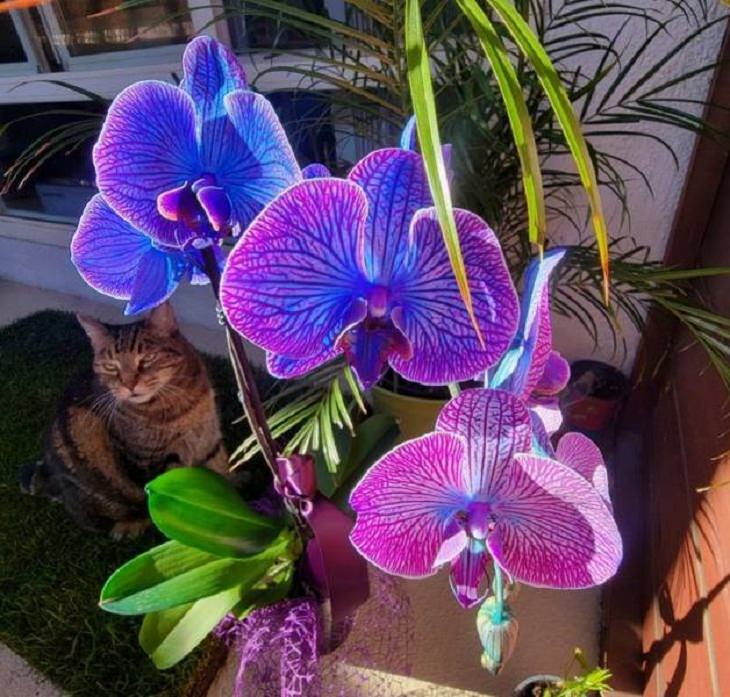 Wonders of Nature, phalaenopsis orchid