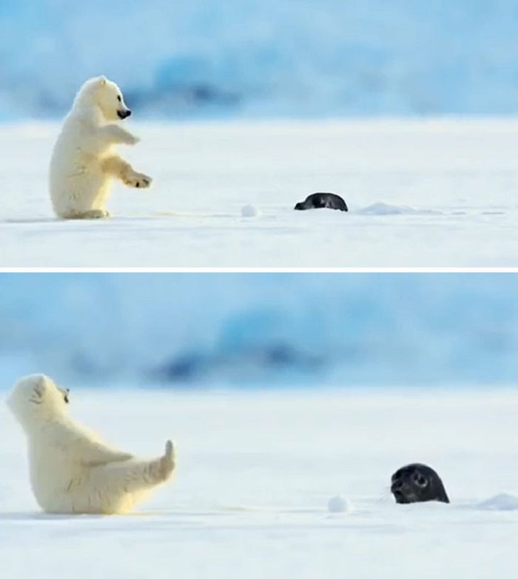 Tiny Animals, baby polar bear