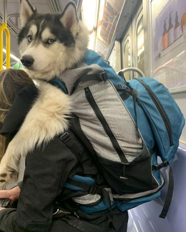 Dogs in Bags big dog in backpack