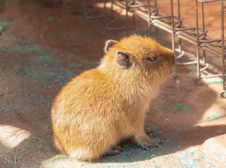 Tiny Animals, capybara