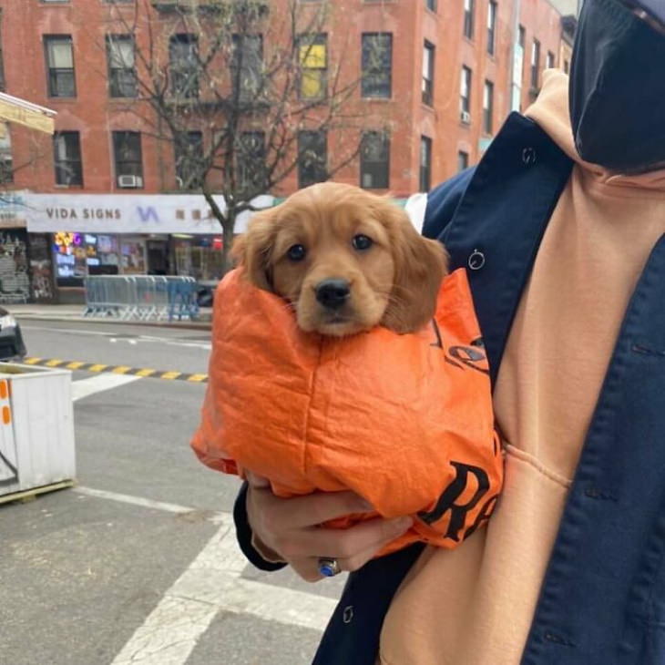 Dogs in Bags puppy in orange bag