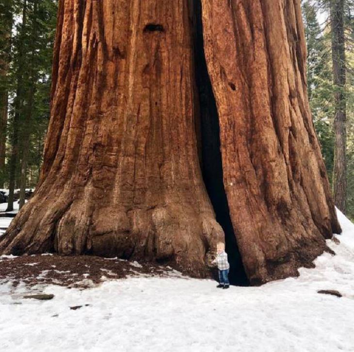 Wonders of Nature, giant sequoia tree