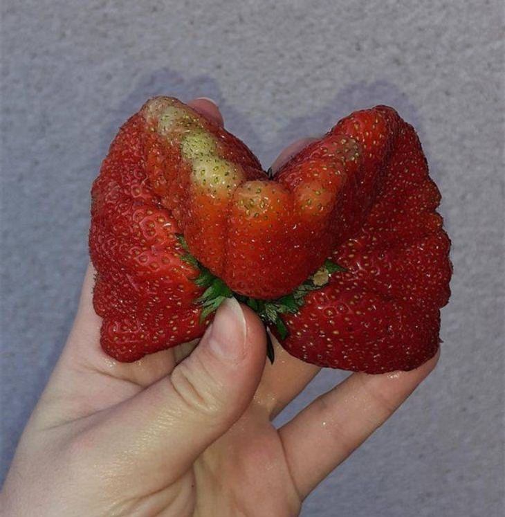 Wonders of Nature, strawberry