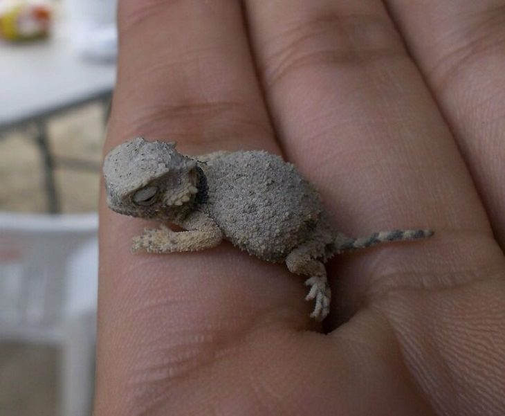 Tiny Animals, horny toad