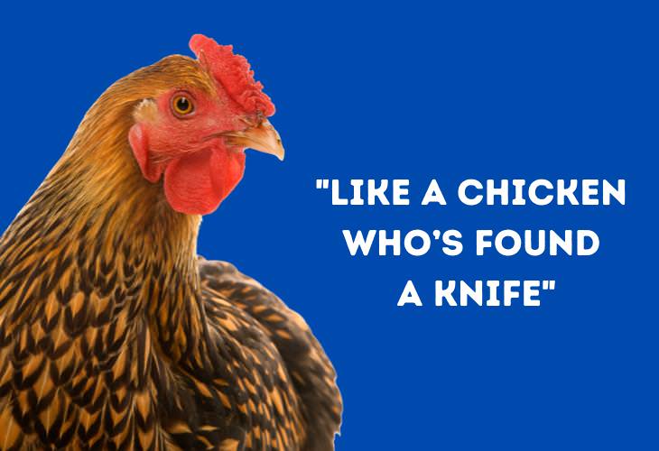 Funny Animal Phrases,chicken 