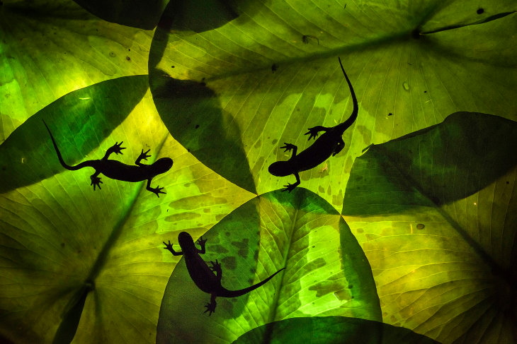 2021 Close-Up Photographer of the Year Winners “Triplets in Green” by Johan De Ridder