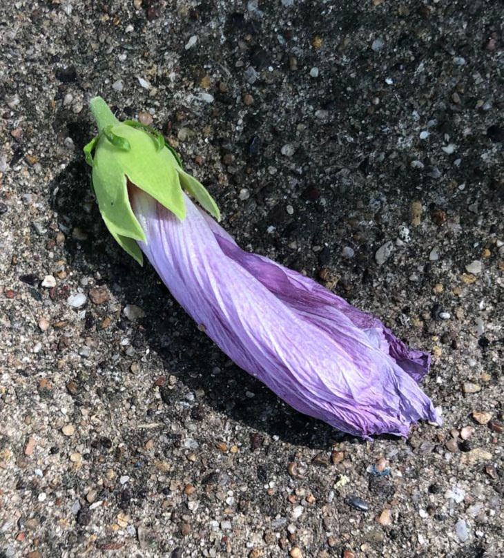 PERFECT CAMOUFLAGE, flower 