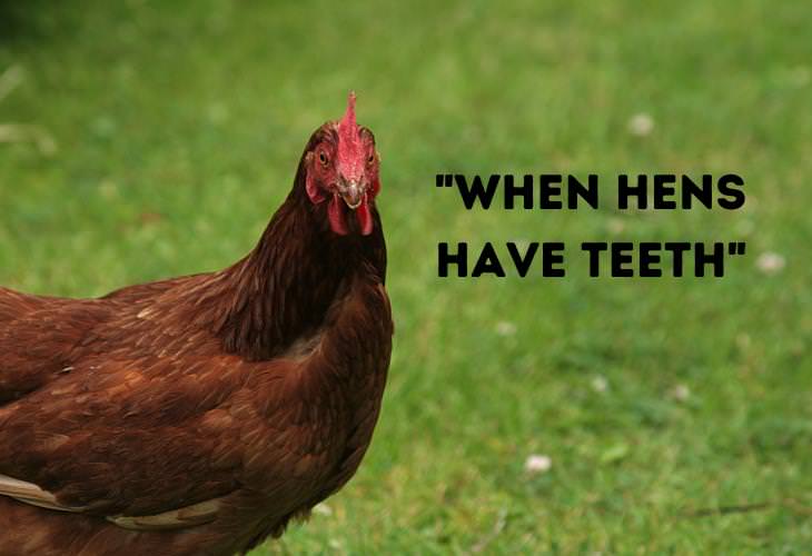Funny Animal Phrases,hens 