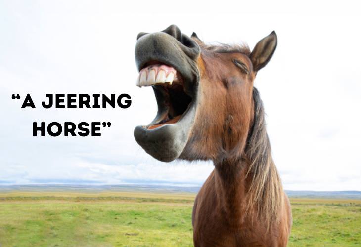 Funny Animal Phrases, horse 