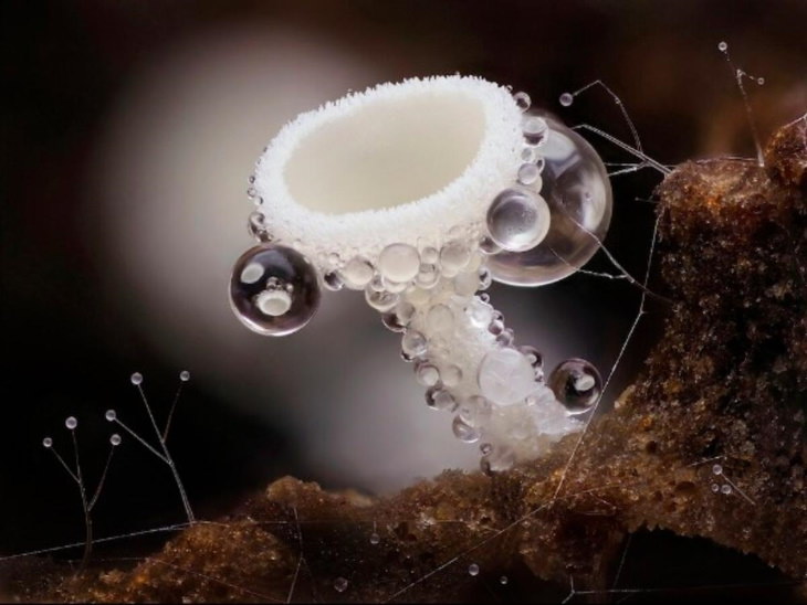2021 Close-Up Photographer of the Year Winners “Cup fungi Lachnum niveum” by Andy Sands - 2nd place in Plants & Fungi