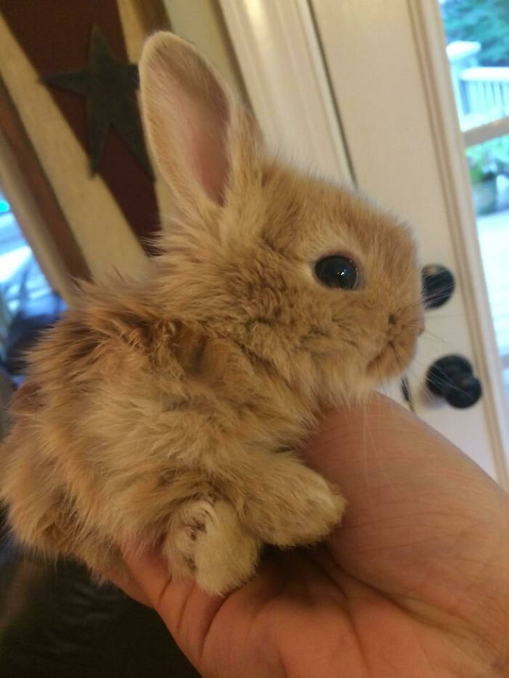 Cute Bunnies tiny rabbit