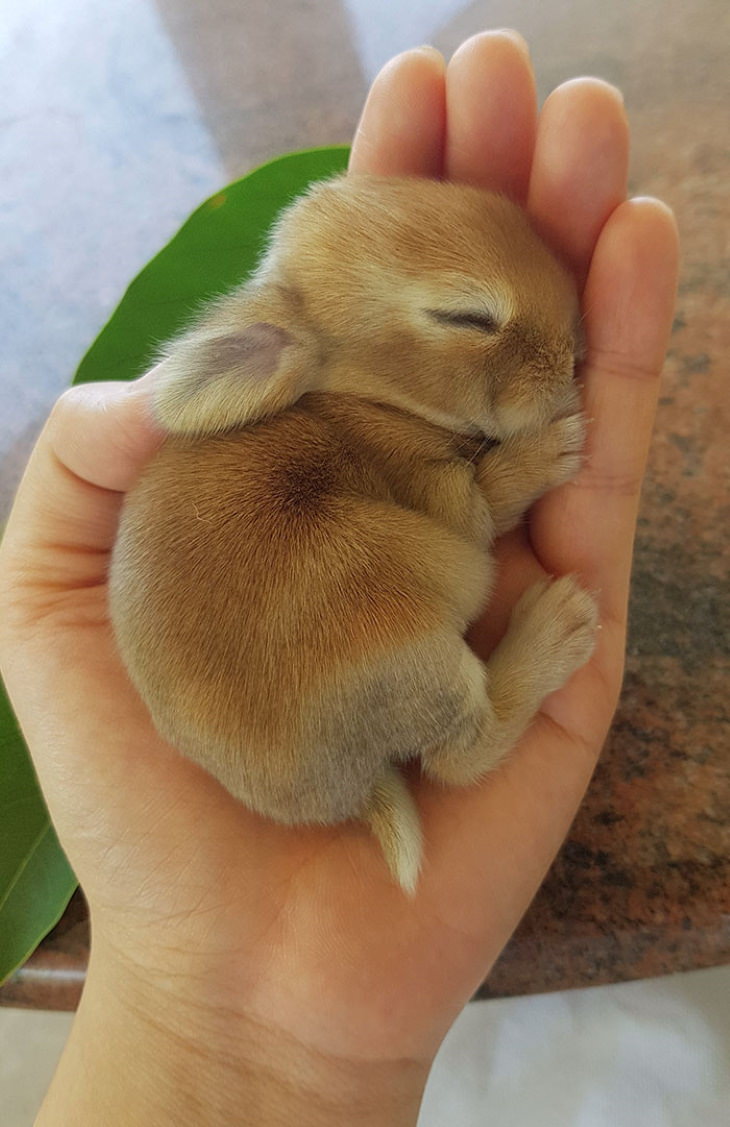 Cute Bunnies baby bunny fell asleep in this person's hands