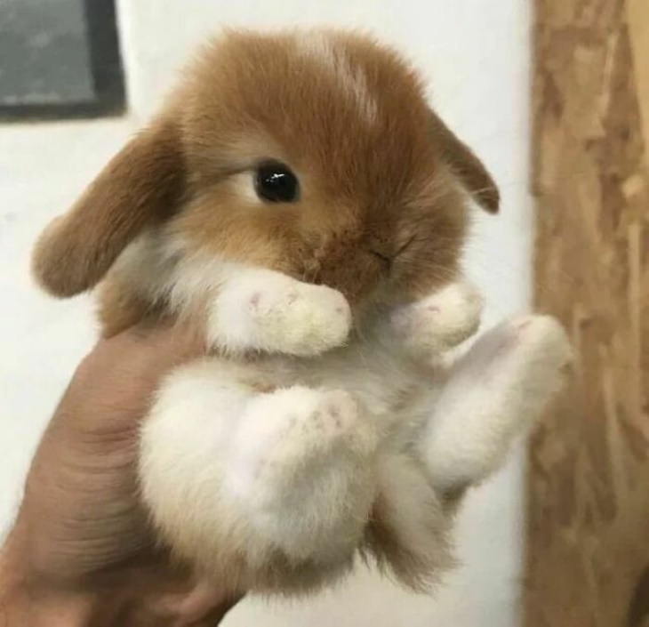 Cute Bunnies holding baby bunny