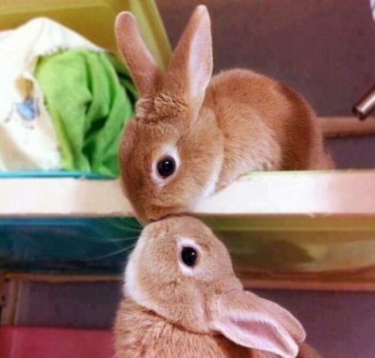 Cute Bunnies Bunny kiss