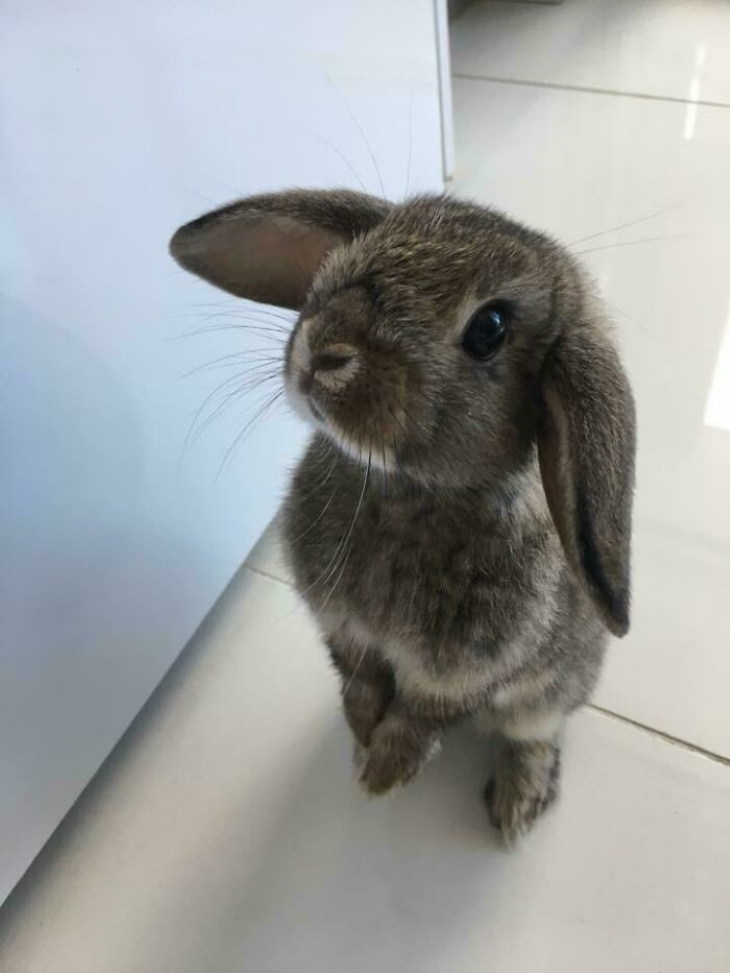 Cute Bunnies rabbit asking for treat