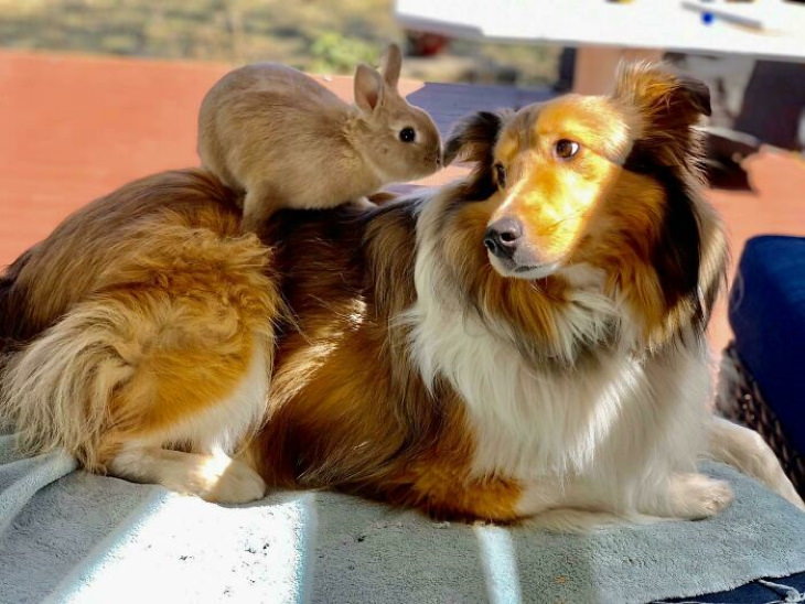Cute Bunnies dog and bunny