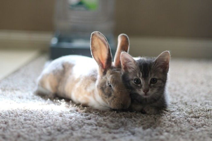 Cute Bunnies Bunny and kitten