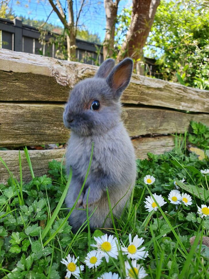 Cute Bunnies reddit near daisies in the garden