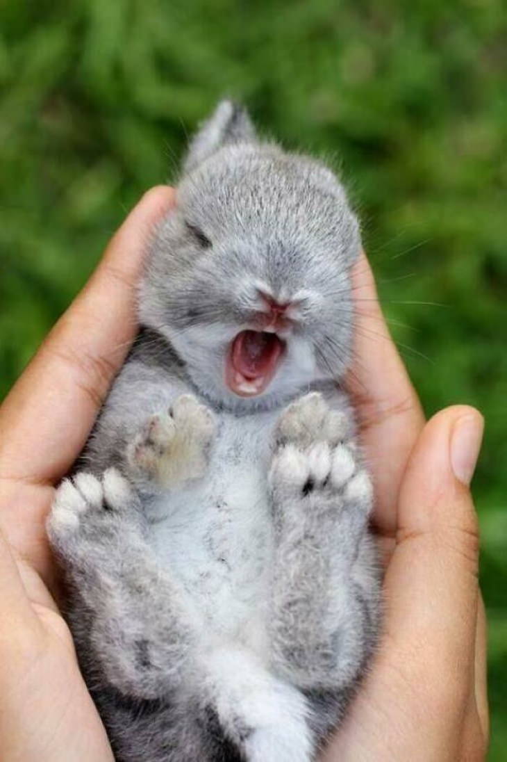 Cute Bunnies bunny yawn