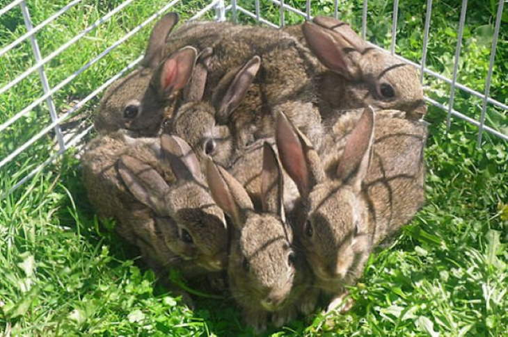 Cute Bunnies cube of bunnies