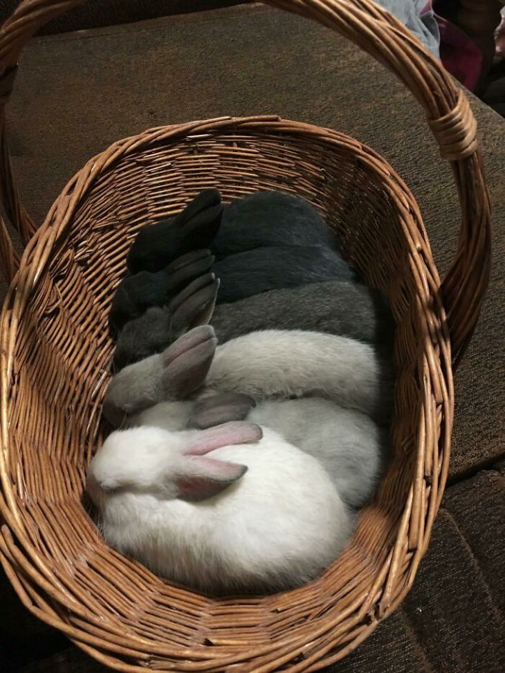 Cute Bunnies rabbits in basket