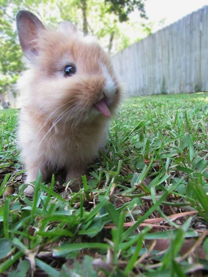 Cute Bunnies bunny with tongue out