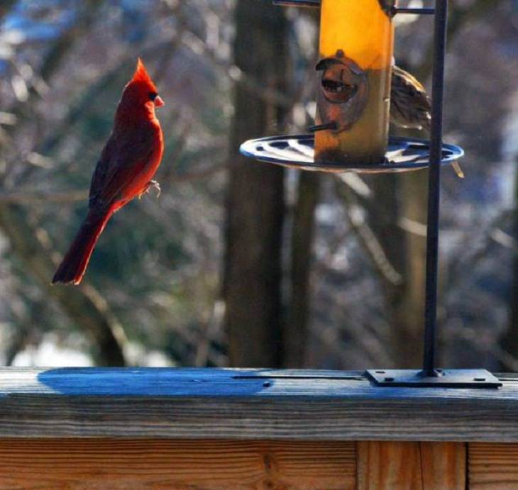 Perfectly Captured Moments, jumping Cardinal