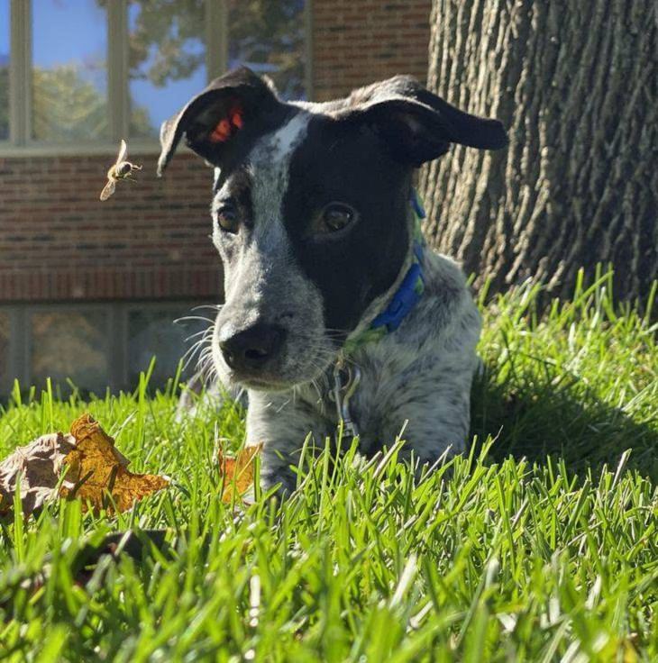 Perfectly Captured Moments, dog