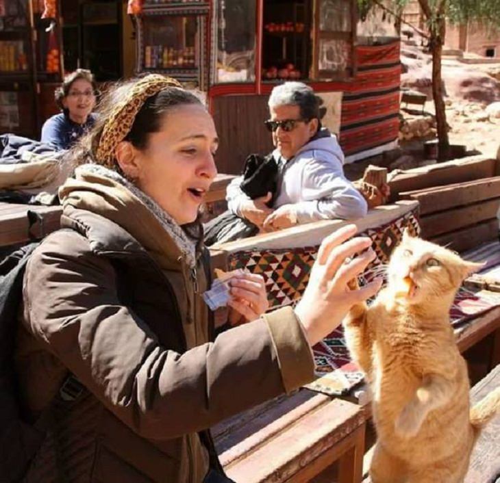 Perfectly Captured Moments, high-five from a cat